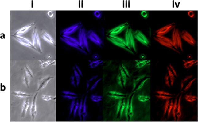 https://cdn.ncbi.nlm.nih.gov/pmc/blobs/196a/8131706/719b8974f9b9/41598_2021_89984_Fig7_HTML.jpg