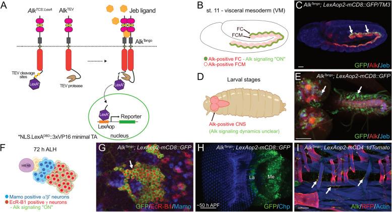 https://cdn.ncbi.nlm.nih.gov/pmc/blobs/196b/12085853/8770224e6897/12964_2025_2150_Fig1_HTML.jpg