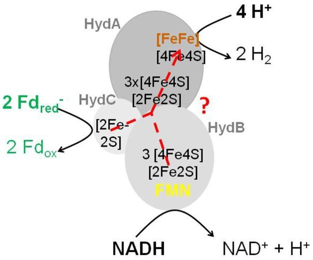 https://cdn.ncbi.nlm.nih.gov/pmc/blobs/196c/5861303/b7ebd02ce044/fmicb-09-00401-g0003.jpg
