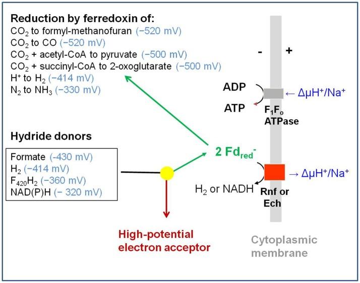 https://cdn.ncbi.nlm.nih.gov/pmc/blobs/196c/5861303/c45ae47eca3c/fmicb-09-00401-g0004.jpg