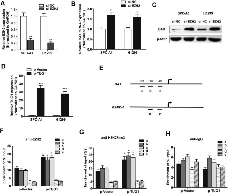 https://cdn.ncbi.nlm.nih.gov/pmc/blobs/196d/5731922/5e1d14b46c25/oncotarget-08-101899-g005.jpg