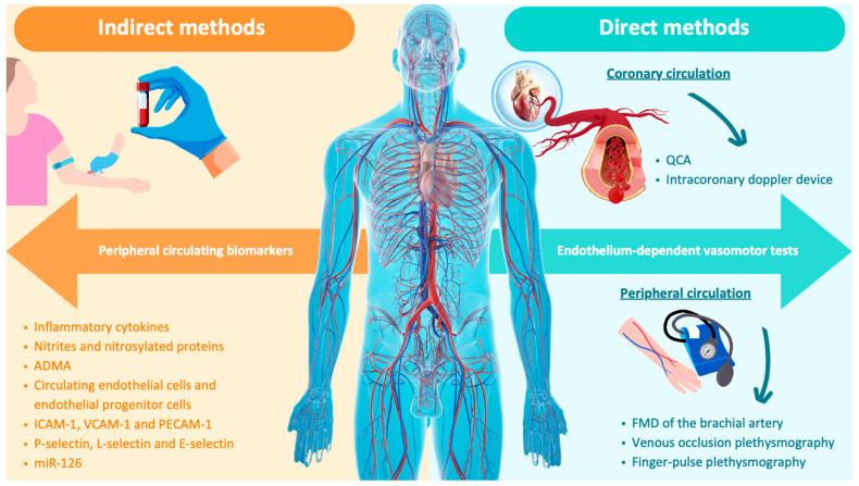 https://cdn.ncbi.nlm.nih.gov/pmc/blobs/196f/11117580/feb9414bcee0/biomedicines-12-01085-g002.jpg