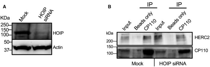 https://cdn.ncbi.nlm.nih.gov/pmc/blobs/1972/10240189/5360aa655eff/EMBR-24-e56317-g004.jpg