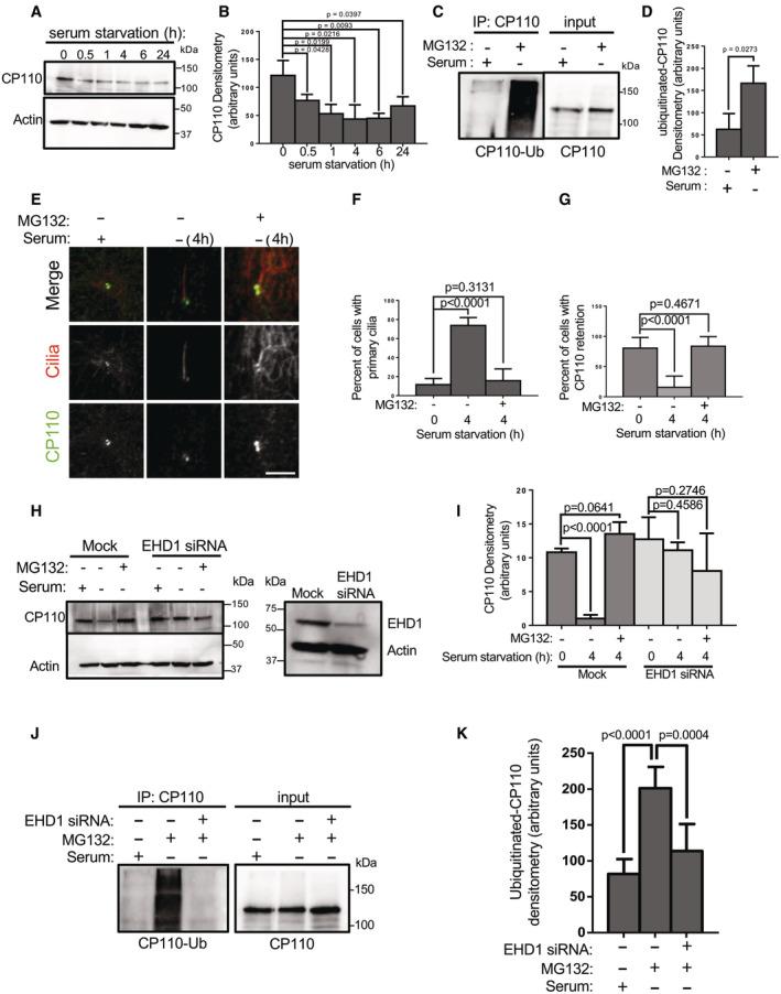 https://cdn.ncbi.nlm.nih.gov/pmc/blobs/1972/10240189/c809334dc1d4/EMBR-24-e56317-g007.jpg