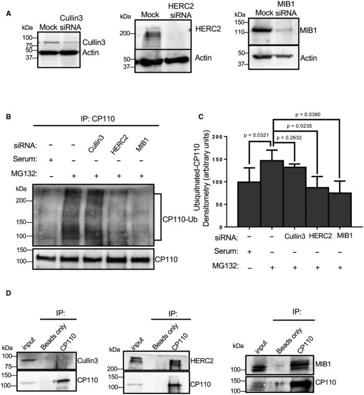 https://cdn.ncbi.nlm.nih.gov/pmc/blobs/1972/10240189/e85d8c62c0d6/EMBR-24-e56317-g008.jpg