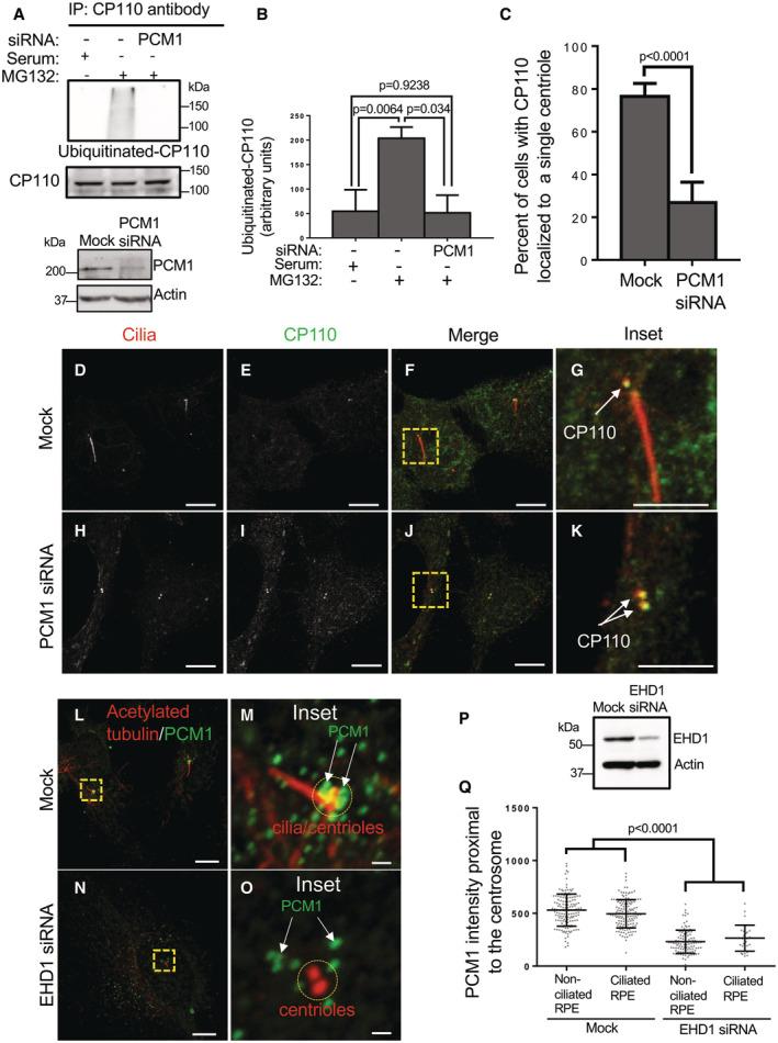 https://cdn.ncbi.nlm.nih.gov/pmc/blobs/1972/10240189/e8d9b2a6595e/EMBR-24-e56317-g006.jpg
