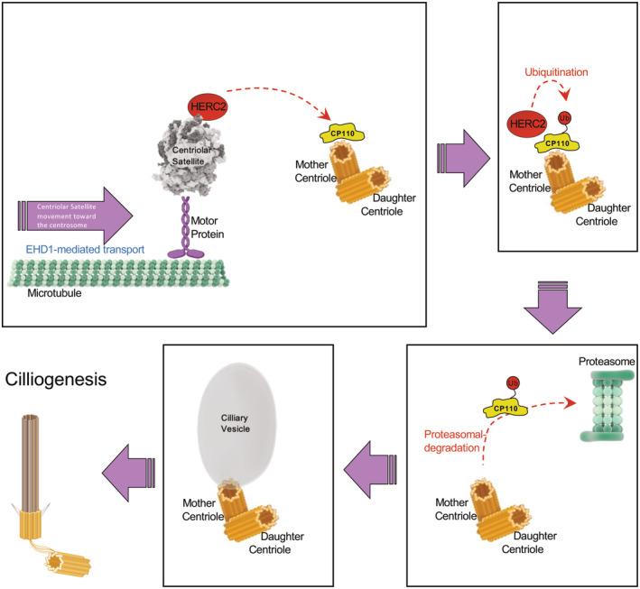 https://cdn.ncbi.nlm.nih.gov/pmc/blobs/1972/10240189/eb409a4b85ad/EMBR-24-e56317-g001.jpg