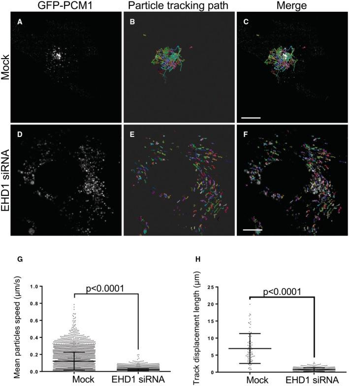 https://cdn.ncbi.nlm.nih.gov/pmc/blobs/1972/10240189/f89e9cef6202/EMBR-24-e56317-g010.jpg
