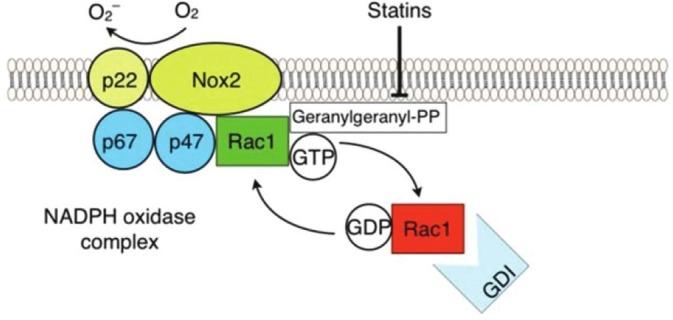 https://cdn.ncbi.nlm.nih.gov/pmc/blobs/1972/3555410/8265850af5d0/PC-2-397-g004.jpg