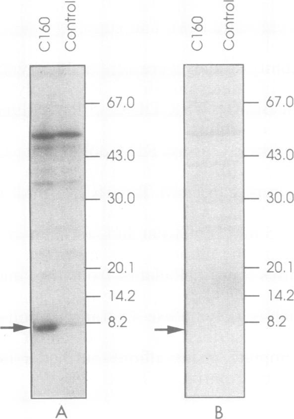 https://cdn.ncbi.nlm.nih.gov/pmc/blobs/1972/369540/e17ab8f1cdeb/molcellb00167-0196-a.jpg