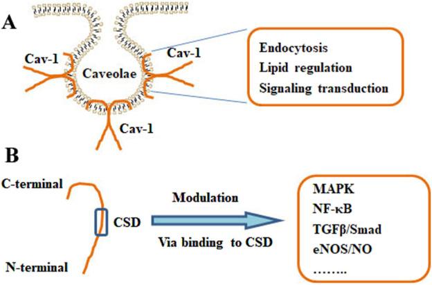 https://cdn.ncbi.nlm.nih.gov/pmc/blobs/1975/11458383/a1e40bd00304/fphar-15-1417834-g002.jpg