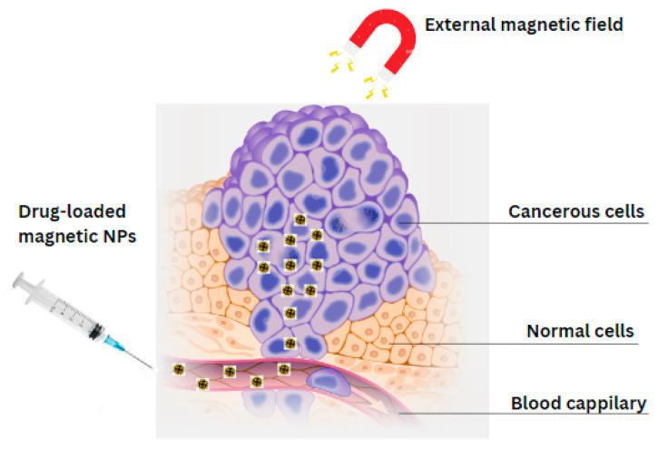 https://cdn.ncbi.nlm.nih.gov/pmc/blobs/1977/10932331/29b8353165f2/ijms-25-02809-g007.jpg