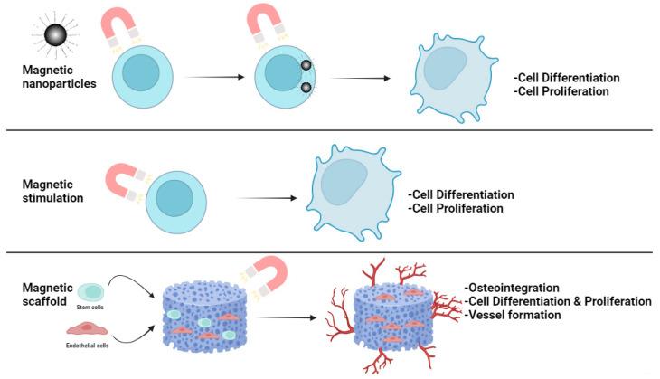 https://cdn.ncbi.nlm.nih.gov/pmc/blobs/1977/10932331/9d6aa5e1520a/ijms-25-02809-g005.jpg