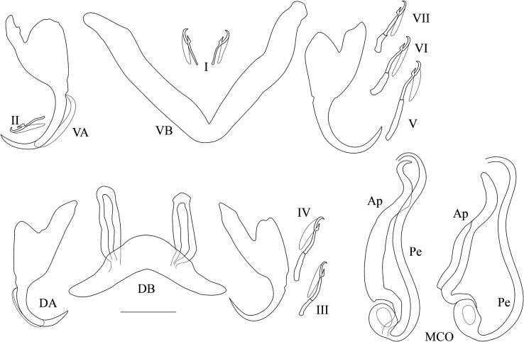 https://cdn.ncbi.nlm.nih.gov/pmc/blobs/1978/11305117/9b3df26086f2/parasite-31-46-fig3.jpg