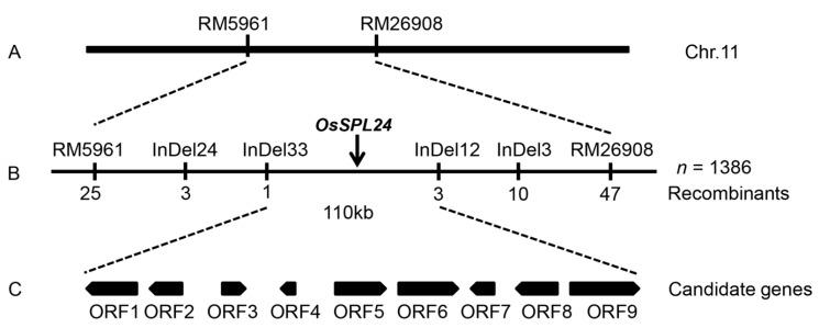 https://cdn.ncbi.nlm.nih.gov/pmc/blobs/1978/6321207/9c475c83ccca/ijms-19-03766-g007.jpg