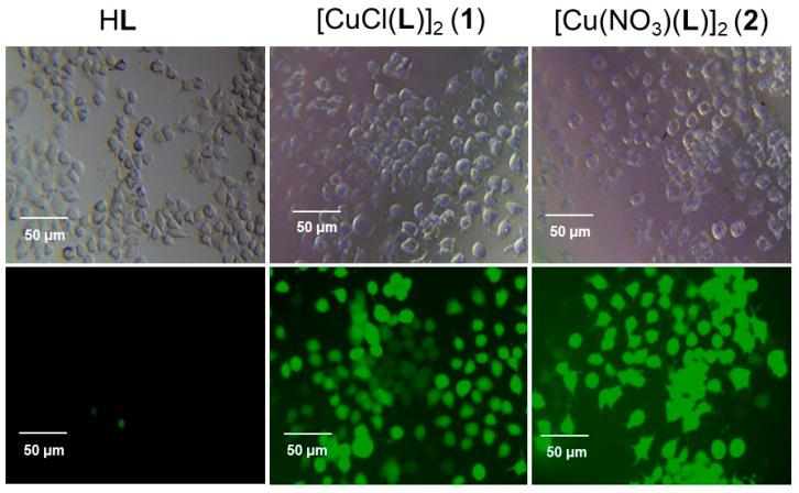 https://cdn.ncbi.nlm.nih.gov/pmc/blobs/1979/11357102/e8311609f5fc/molecules-29-03832-g006.jpg