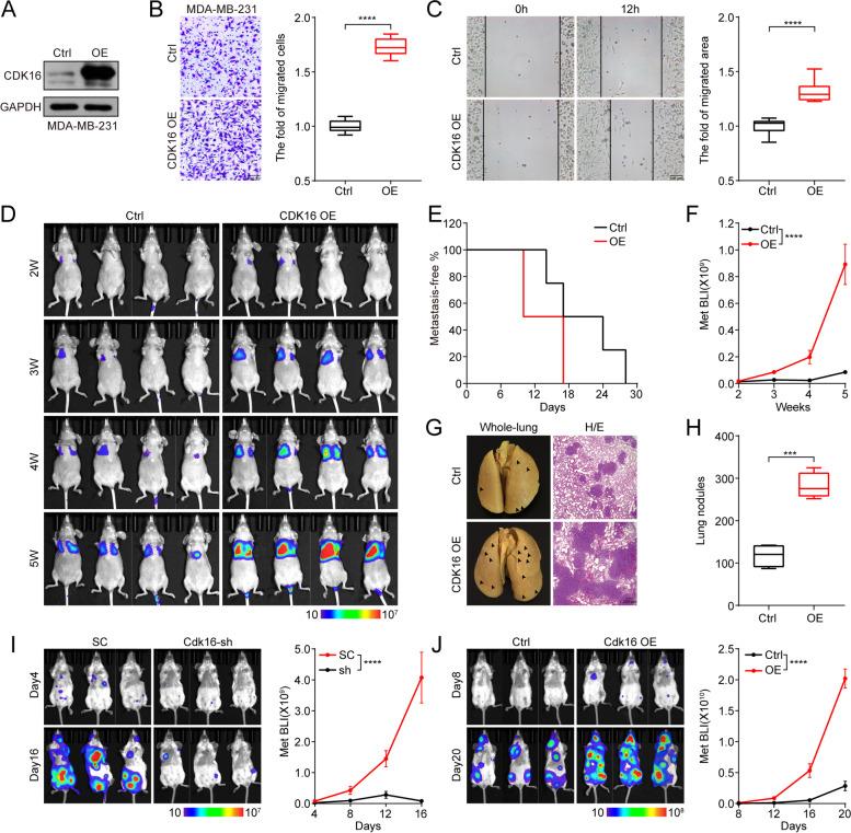 https://cdn.ncbi.nlm.nih.gov/pmc/blobs/197b/9027050/881860103eab/13046_2022_2362_Fig4_HTML.jpg