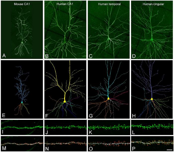 https://cdn.ncbi.nlm.nih.gov/pmc/blobs/197e/12108034/1895abbb1c93/CNE-533-e70060-g001.jpg