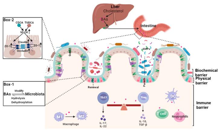 https://cdn.ncbi.nlm.nih.gov/pmc/blobs/197f/10377837/4795d40d8ed9/cells-12-01888-g001.jpg