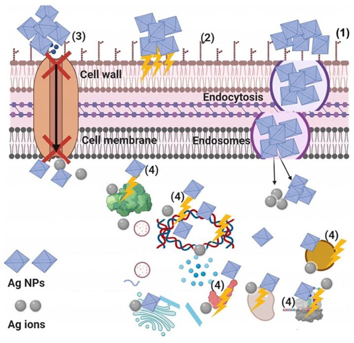 https://cdn.ncbi.nlm.nih.gov/pmc/blobs/197f/11676052/45580aa214e5/nanomaterials-14-02051-g012.jpg