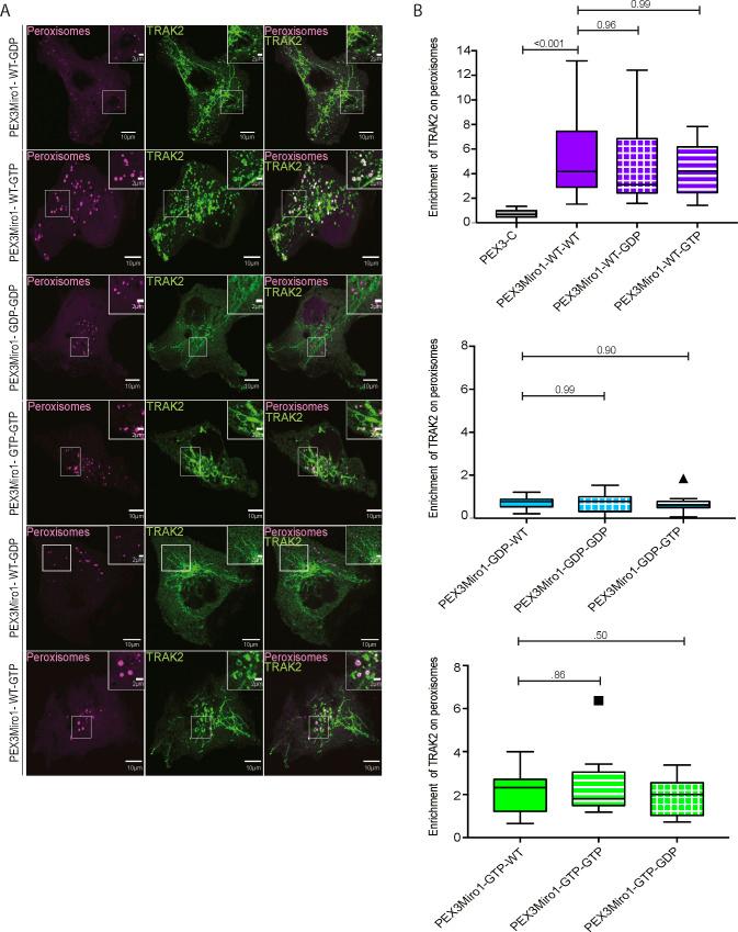 https://cdn.ncbi.nlm.nih.gov/pmc/blobs/1981/9615026/f3a970c7522f/LSA-2022-01406_FigS3.jpg