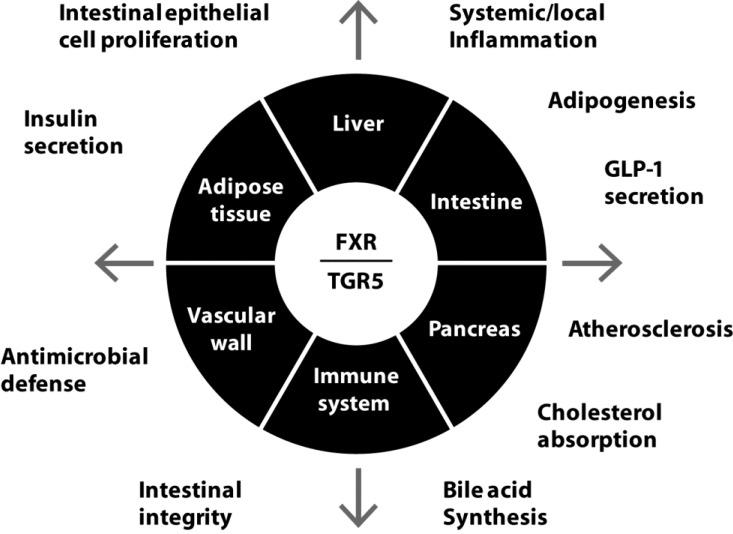 https://cdn.ncbi.nlm.nih.gov/pmc/blobs/1983/5023267/eef3cfb6e12a/microorganisms-03-00641-g002.jpg
