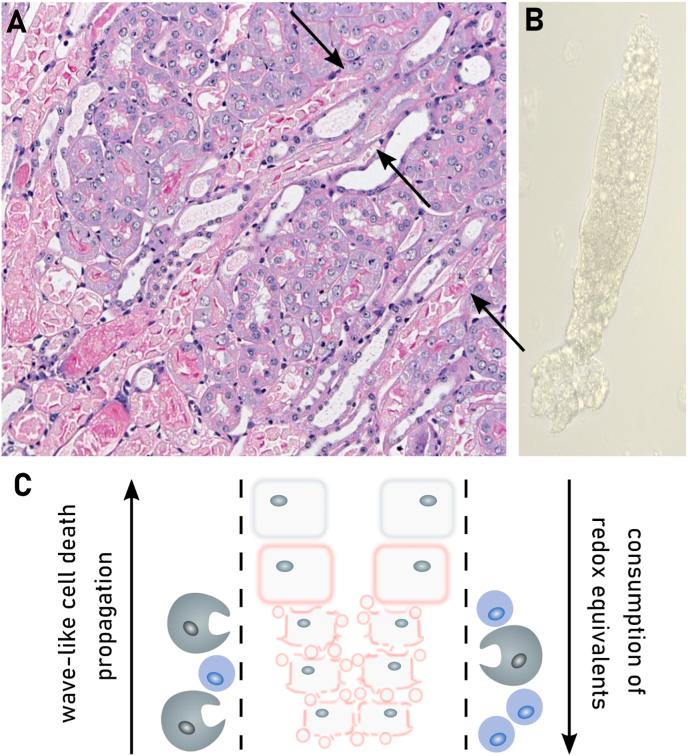 https://cdn.ncbi.nlm.nih.gov/pmc/blobs/1984/11253697/5937befe23bd/gr17.jpg