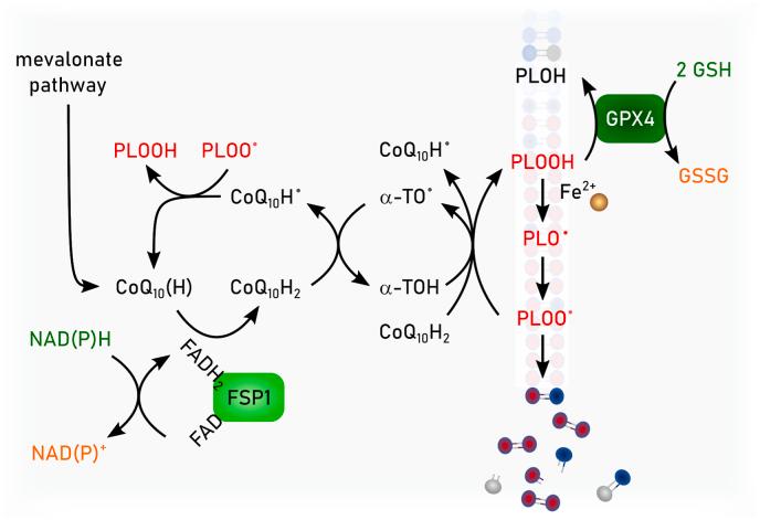 https://cdn.ncbi.nlm.nih.gov/pmc/blobs/1984/11253697/9e0760cbe702/gr3.jpg