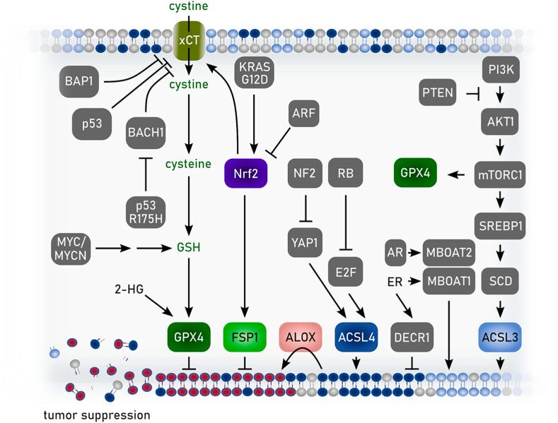 https://cdn.ncbi.nlm.nih.gov/pmc/blobs/1984/11253697/ff11d7239973/gr15.jpg