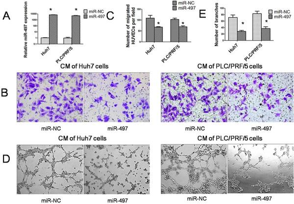 https://cdn.ncbi.nlm.nih.gov/pmc/blobs/1985/4745744/763cabe698b4/oncotarget-06-29527-g002.jpg
