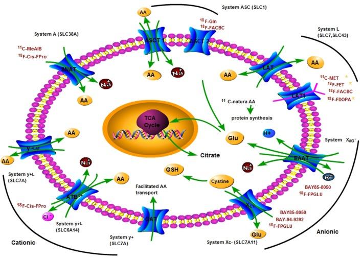 https://cdn.ncbi.nlm.nih.gov/pmc/blobs/1985/5775220/c13c15fc8afc/fchem-05-00124-g0001.jpg