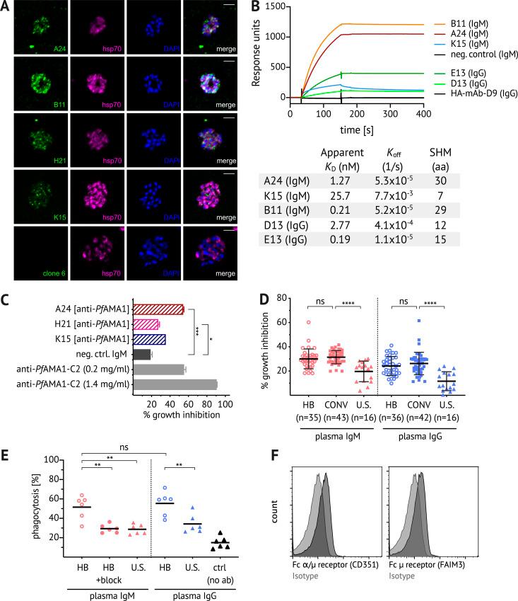 https://cdn.ncbi.nlm.nih.gov/pmc/blobs/1985/7938365/396b544e101a/JEM_20200901_Fig5.jpg