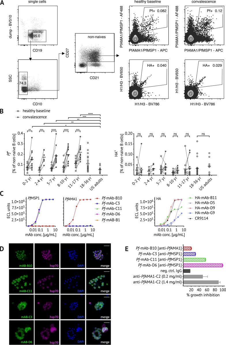 https://cdn.ncbi.nlm.nih.gov/pmc/blobs/1985/7938365/d0be12e8b608/JEM_20200901_Fig1.jpg