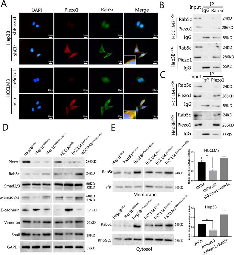 https://cdn.ncbi.nlm.nih.gov/pmc/blobs/1989/9035260/c5c5cfa5d069/12935_2022_2574_Fig6_HTML.jpg