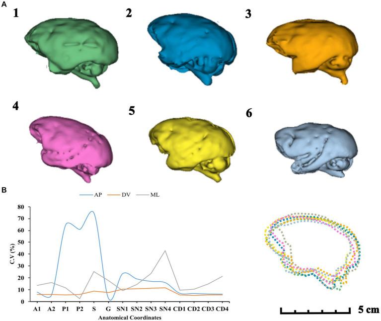 https://cdn.ncbi.nlm.nih.gov/pmc/blobs/198e/10867132/2652d8d96a11/fnins-18-1324669-g009.jpg