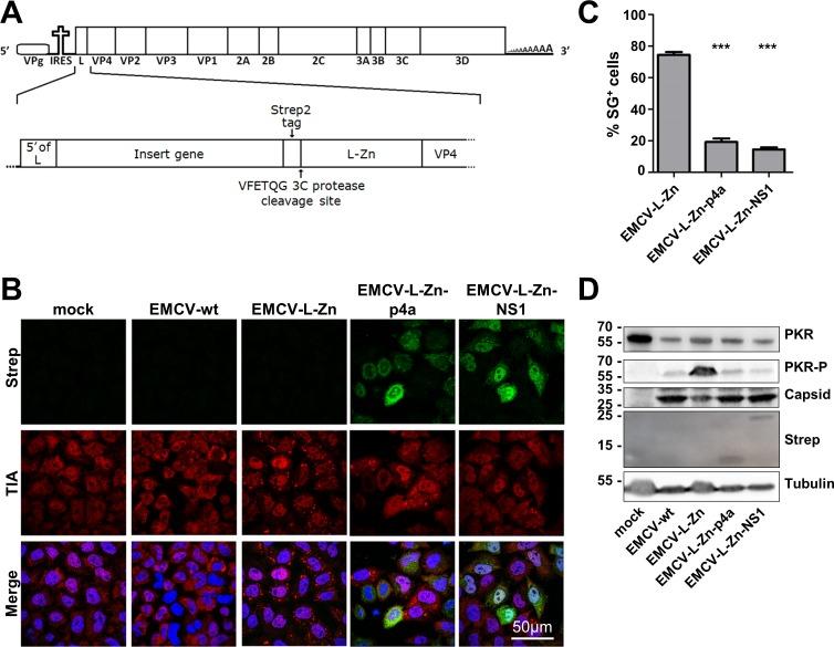 https://cdn.ncbi.nlm.nih.gov/pmc/blobs/1990/5081173/19bd99c6c2ed/ppat.1005982.g005.jpg