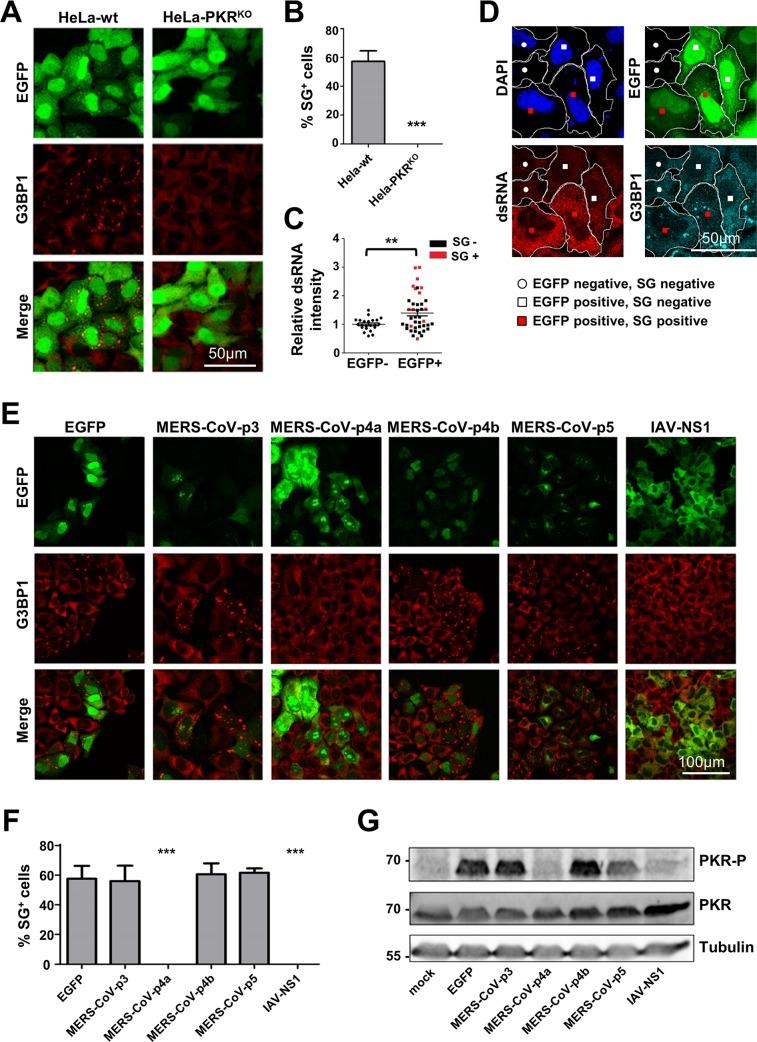 https://cdn.ncbi.nlm.nih.gov/pmc/blobs/1990/5081173/337196803c69/ppat.1005982.g002.jpg