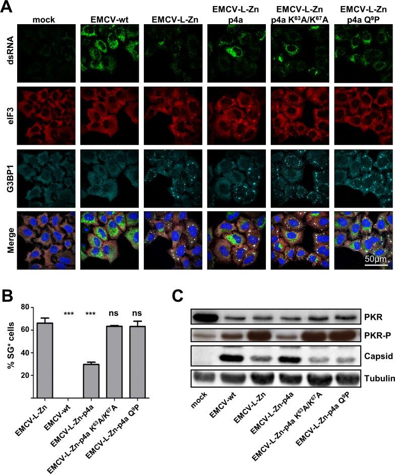 https://cdn.ncbi.nlm.nih.gov/pmc/blobs/1990/5081173/6b3950196d88/ppat.1005982.g006.jpg