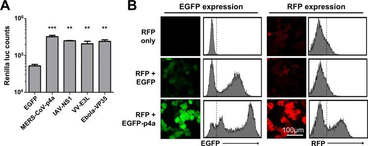 https://cdn.ncbi.nlm.nih.gov/pmc/blobs/1990/5081173/72a43056a1ca/ppat.1005982.g003.jpg