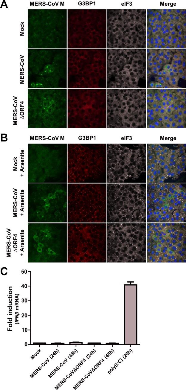 https://cdn.ncbi.nlm.nih.gov/pmc/blobs/1990/5081173/b50ec1c70bbf/ppat.1005982.g009.jpg