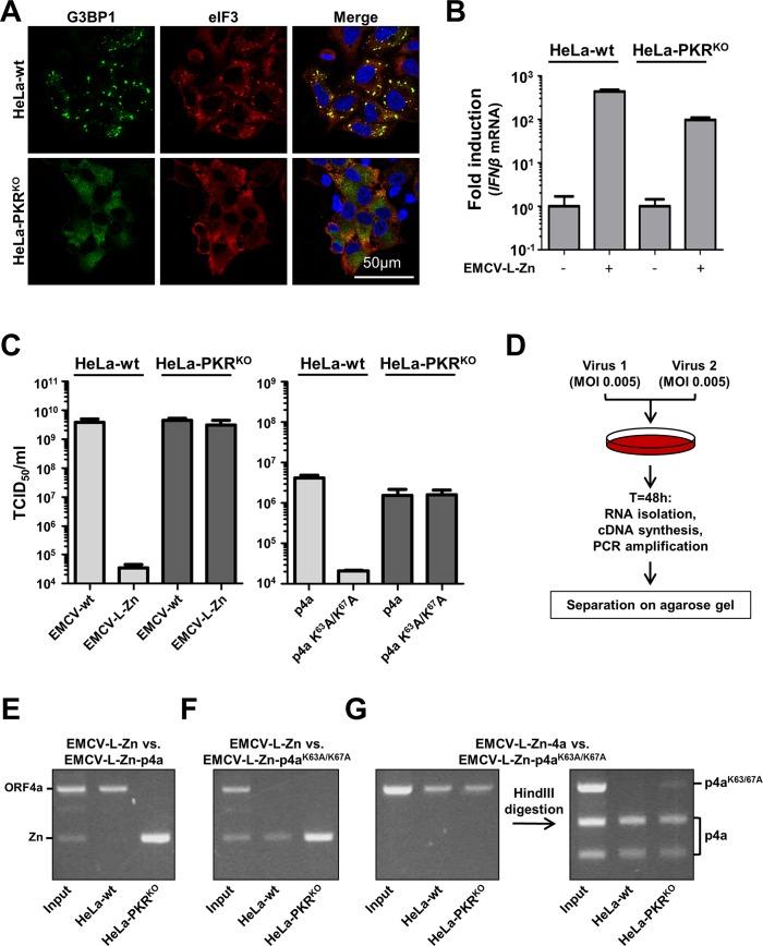 https://cdn.ncbi.nlm.nih.gov/pmc/blobs/1990/5081173/d5e426e51c77/ppat.1005982.g008.jpg