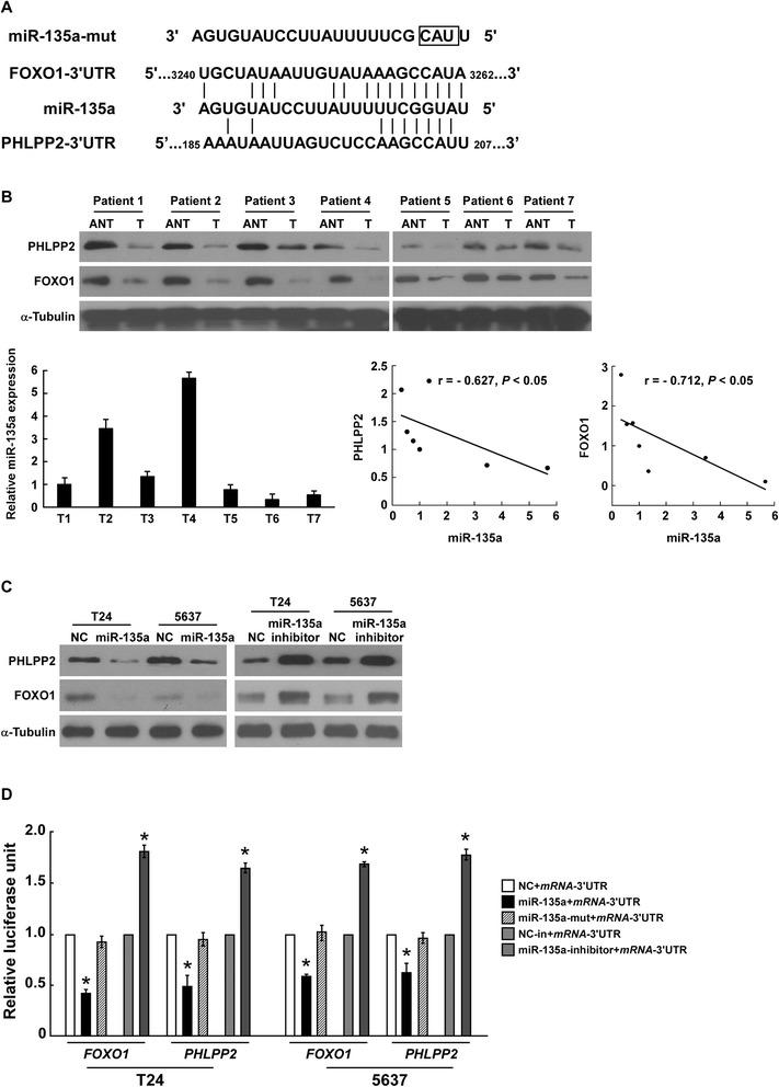 https://cdn.ncbi.nlm.nih.gov/pmc/blobs/1991/4367980/99105ee087ab/12967_2015_438_Fig5_HTML.jpg