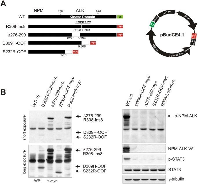 https://cdn.ncbi.nlm.nih.gov/pmc/blobs/1993/4395299/1ec87a4f2453/pone.0121378.g003.jpg