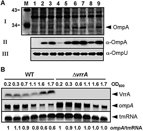 https://cdn.ncbi.nlm.nih.gov/pmc/blobs/199b/2628432/85911681de0c/mmi0070-0100-f2.jpg