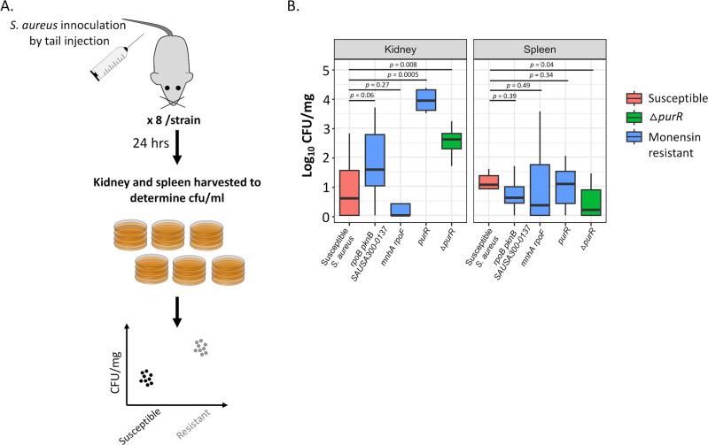 https://cdn.ncbi.nlm.nih.gov/pmc/blobs/19a1/10865815/c2bf8d51e20b/mbio.03155-23.f005.jpg