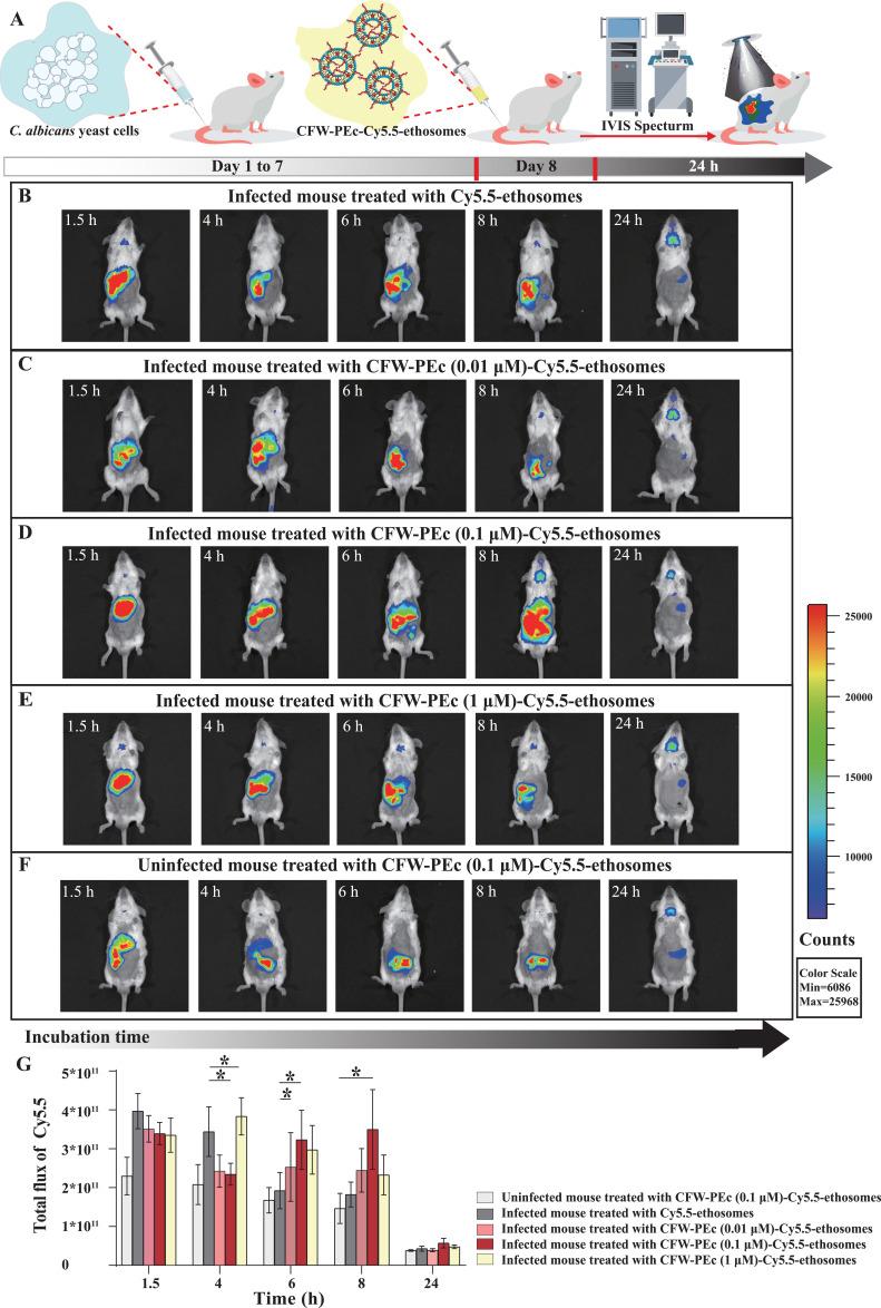 https://cdn.ncbi.nlm.nih.gov/pmc/blobs/19a1/11626965/5b59b3c11ece/IJN-19-13047-g0008.jpg