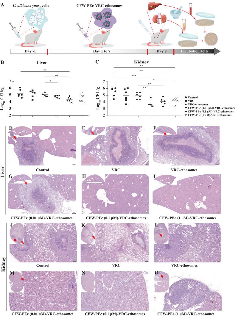 https://cdn.ncbi.nlm.nih.gov/pmc/blobs/19a1/11626965/6af4ba5116c7/IJN-19-13047-g0009.jpg