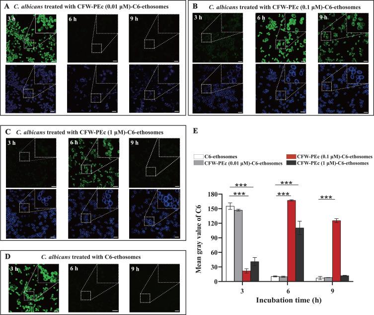 https://cdn.ncbi.nlm.nih.gov/pmc/blobs/19a1/11626965/fa2f68fc1563/IJN-19-13047-g0006.jpg