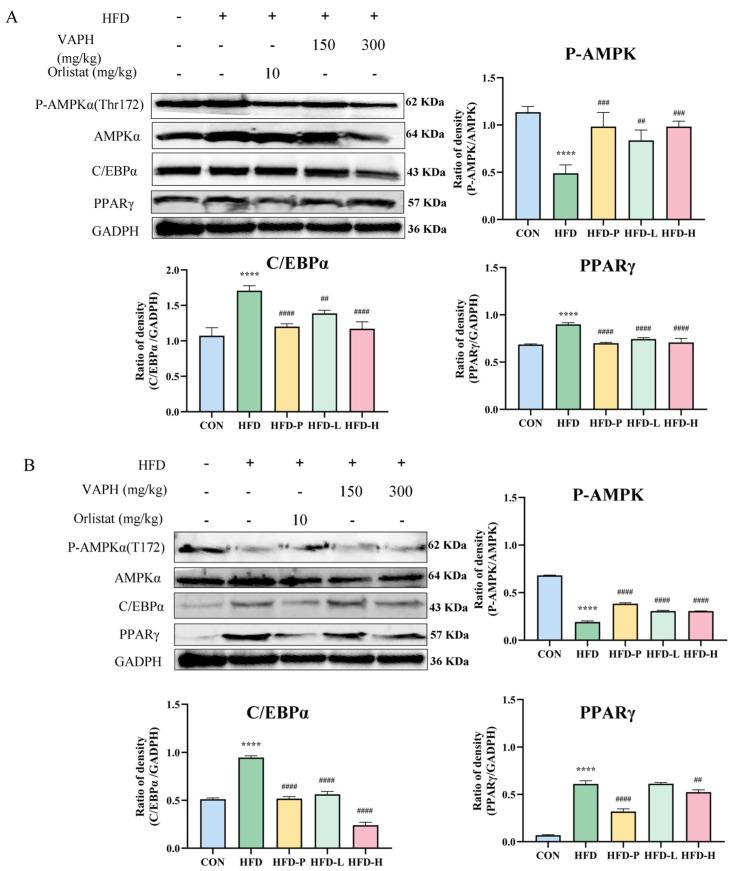 https://cdn.ncbi.nlm.nih.gov/pmc/blobs/19a1/11901460/ba974607084f/molecules-30-01173-g007.jpg
