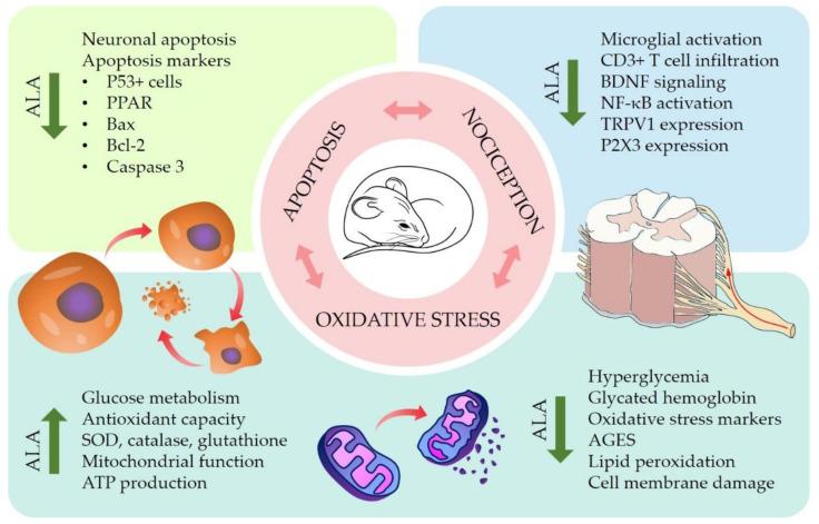 https://cdn.ncbi.nlm.nih.gov/pmc/blobs/19a4/9774895/2a761ca2734e/antioxidants-11-02420-g002.jpg